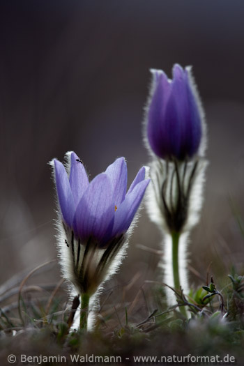 Große Küchenschelle