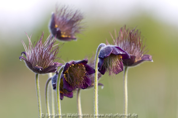 Schwarze Küchenschelle