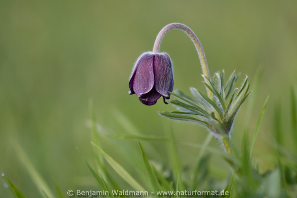 Schwarze Küchenschelle