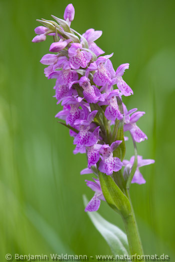 Breitblättriges Knabenkraut