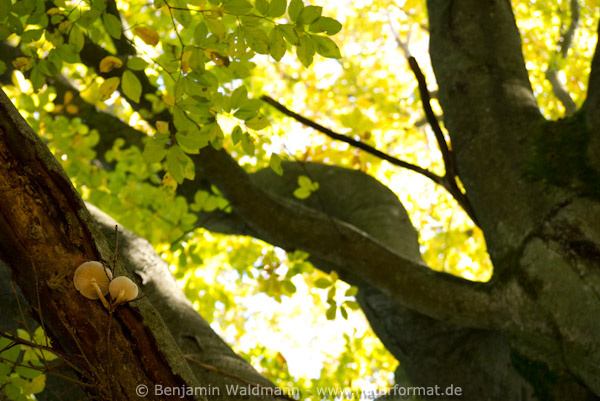 Beringter Buchenschleimrübling