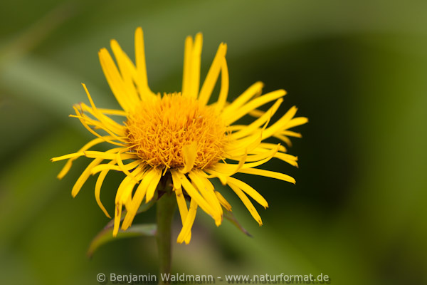 Wiesenalant