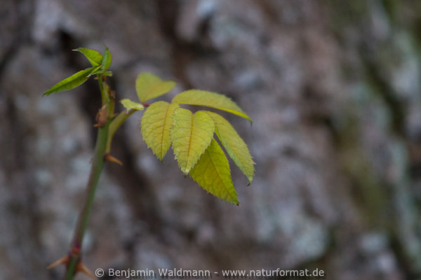 Brombeere