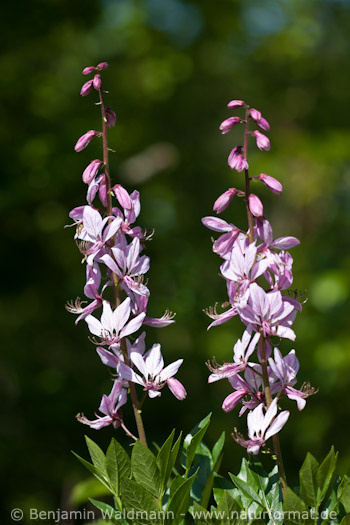 Diptam