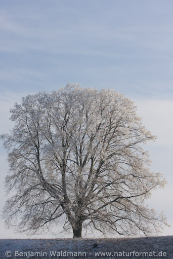 Läutenberg bei Giengen