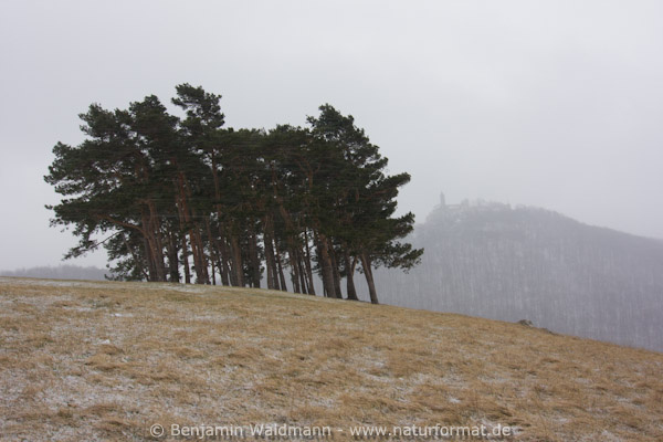 Waldkiefer