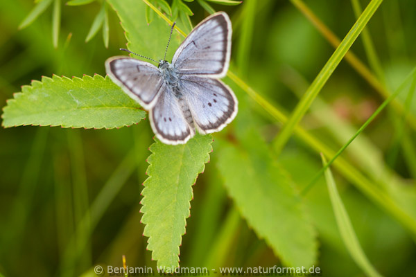 Heller Wiesenknopf-Ameisenbläuling