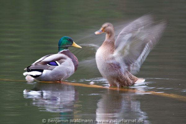 Februar 2012