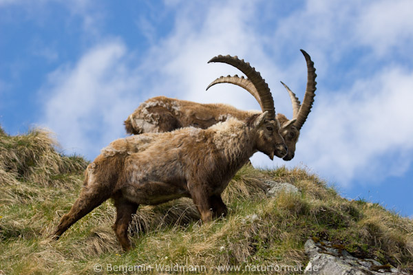 Steinbock