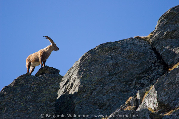 Steinbock