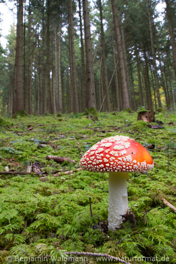 Fliegenpilz