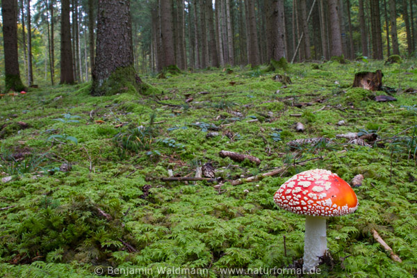 Fliegenpilz