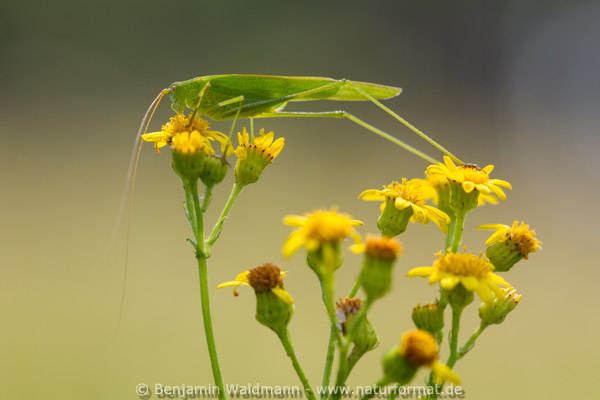 Gemeine Sichelschrecke
