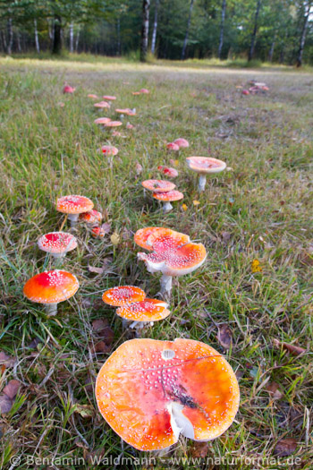 Fliegenpilz