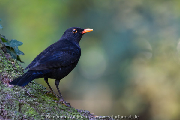 Amsel