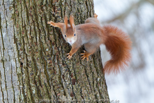 Eichhörnchen