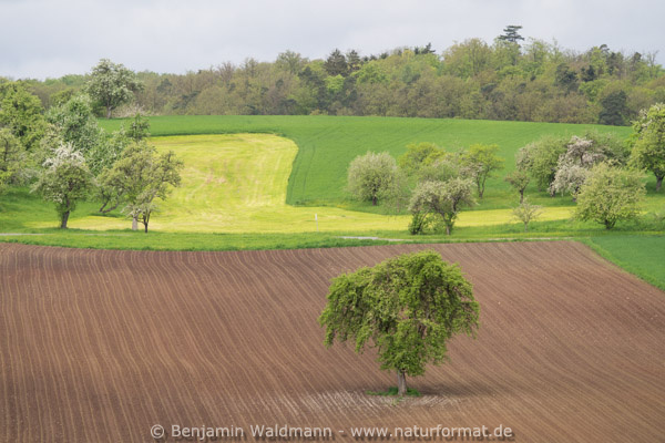 Birne