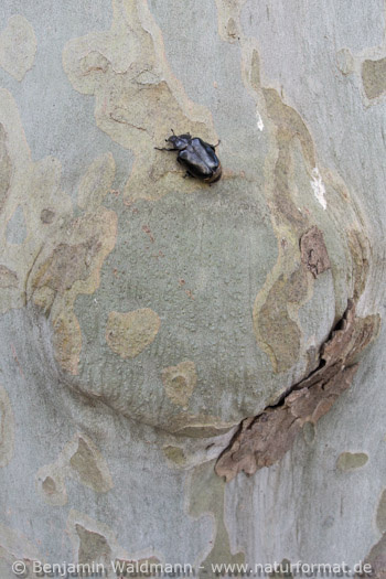 Juchtenkäfer, Eremit