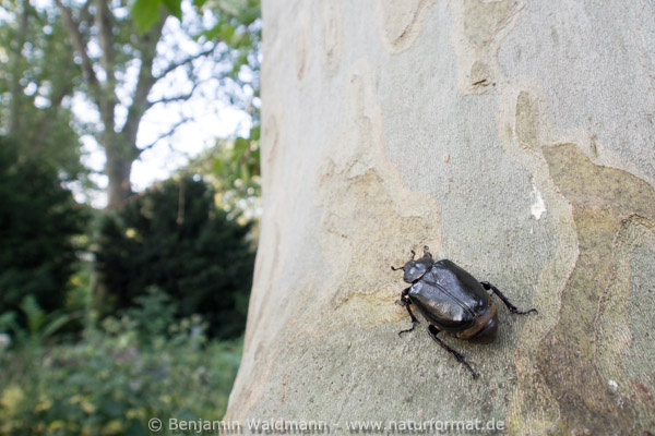Juchtenkäfer, Eremit