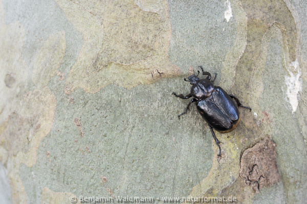 Juchtenkäfer, Eremit