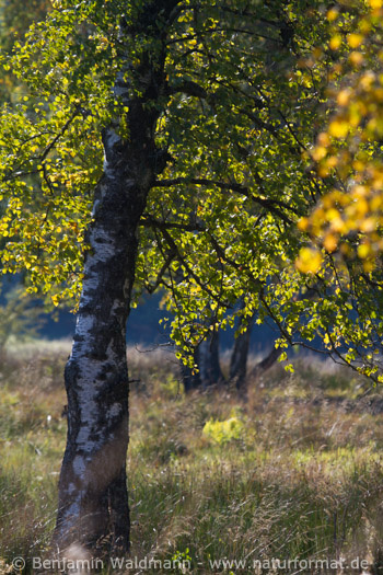 Birken im NSG Schopflocher Moor