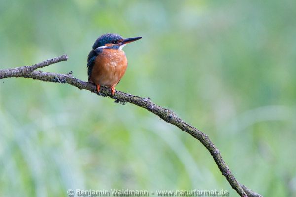 Eisvogel