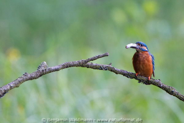Eisvogel