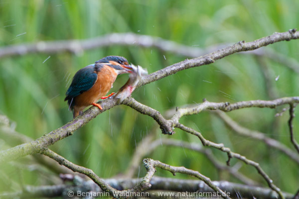 Eisvogel