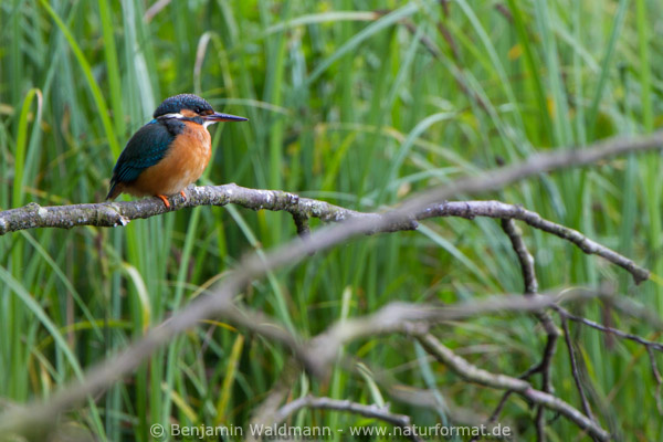 Eisvogel