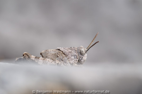 Blauflügelige Ödlandschrecke