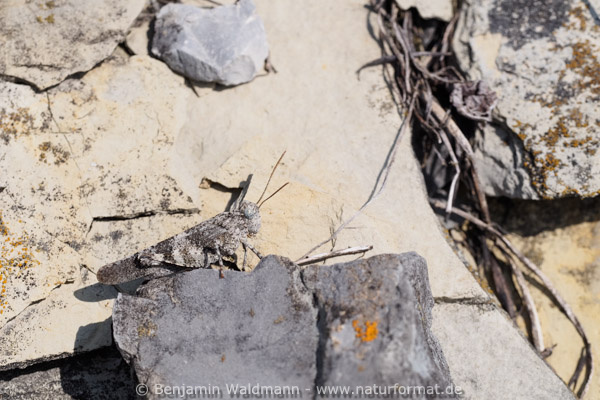 Blauflügelige Ödlandschrecke
