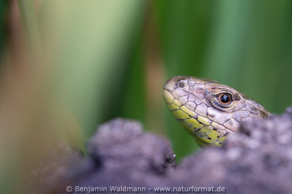 Zauneidechse