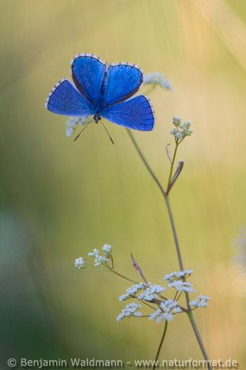 Himmelblauer Bläuling
