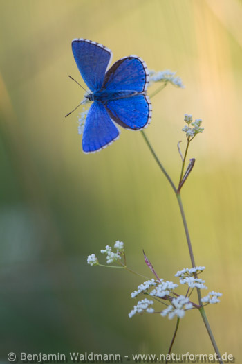 Himmelblauer Bläuling