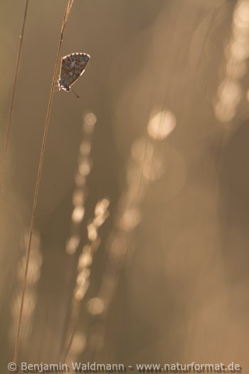 Himmelblauer Bläuling