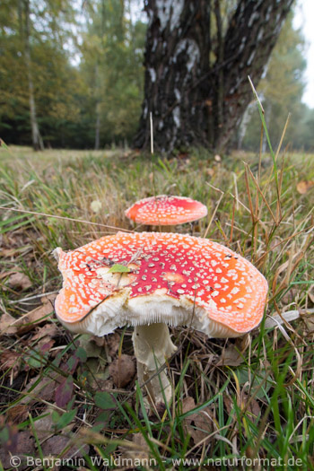 Fliegenpilz