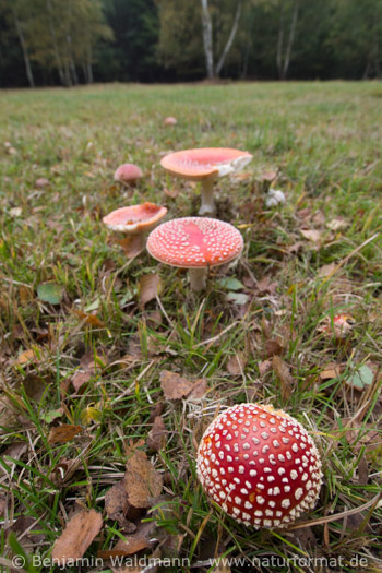 Fliegenpilz