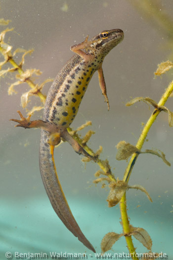 Teichmolch