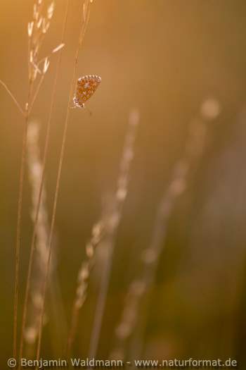 Himmelblauer Bläuling