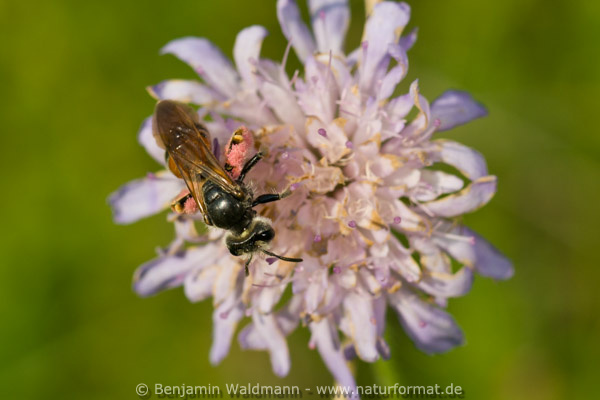 Knautien-Sandbiene