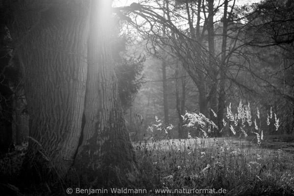 Eiche