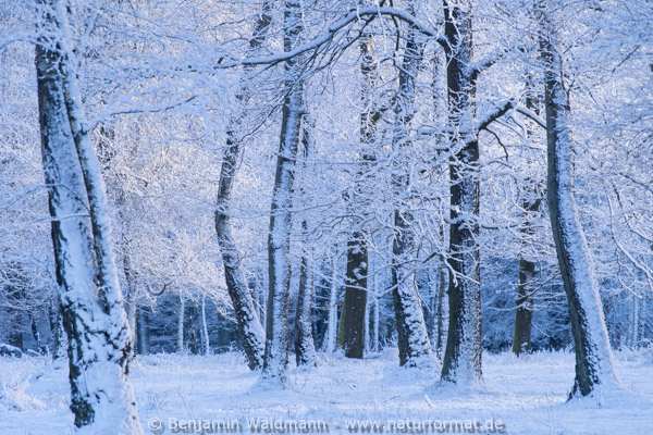 Waldweide