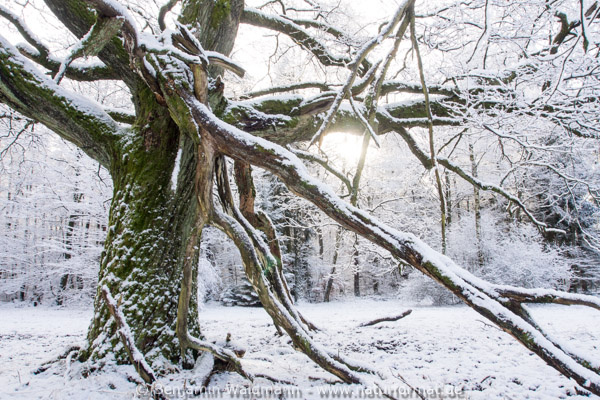 Waldweide