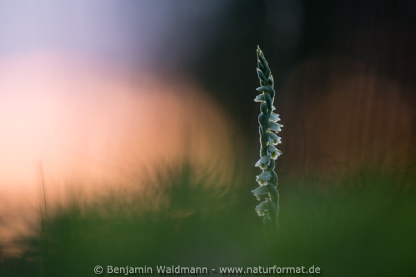 Herbstdrehwurz