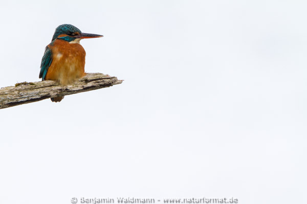 Eisvogel