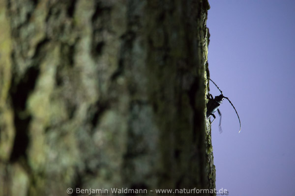 Heldbock, Großer Eichenbock