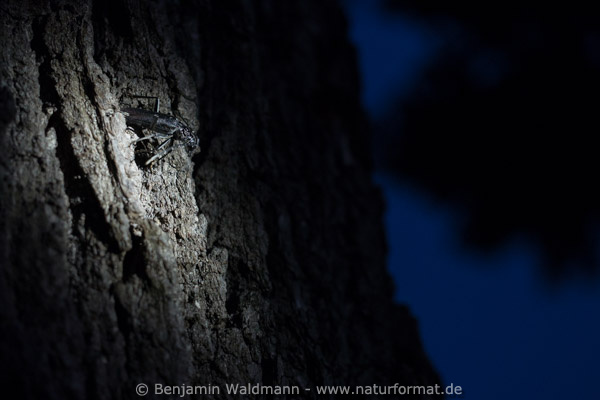 Heldbock, Großer Eichenbock