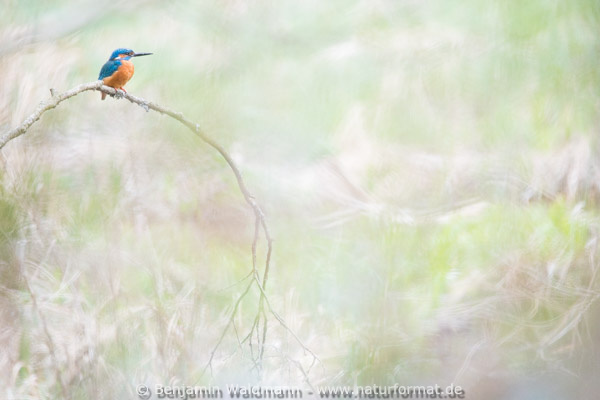 Eisvogel