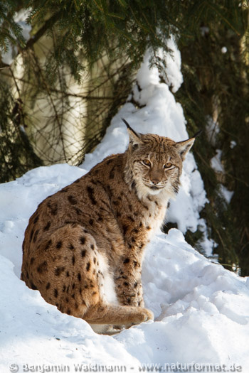 Luchs
