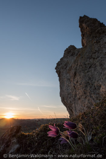 Gemeine Küchenschelle